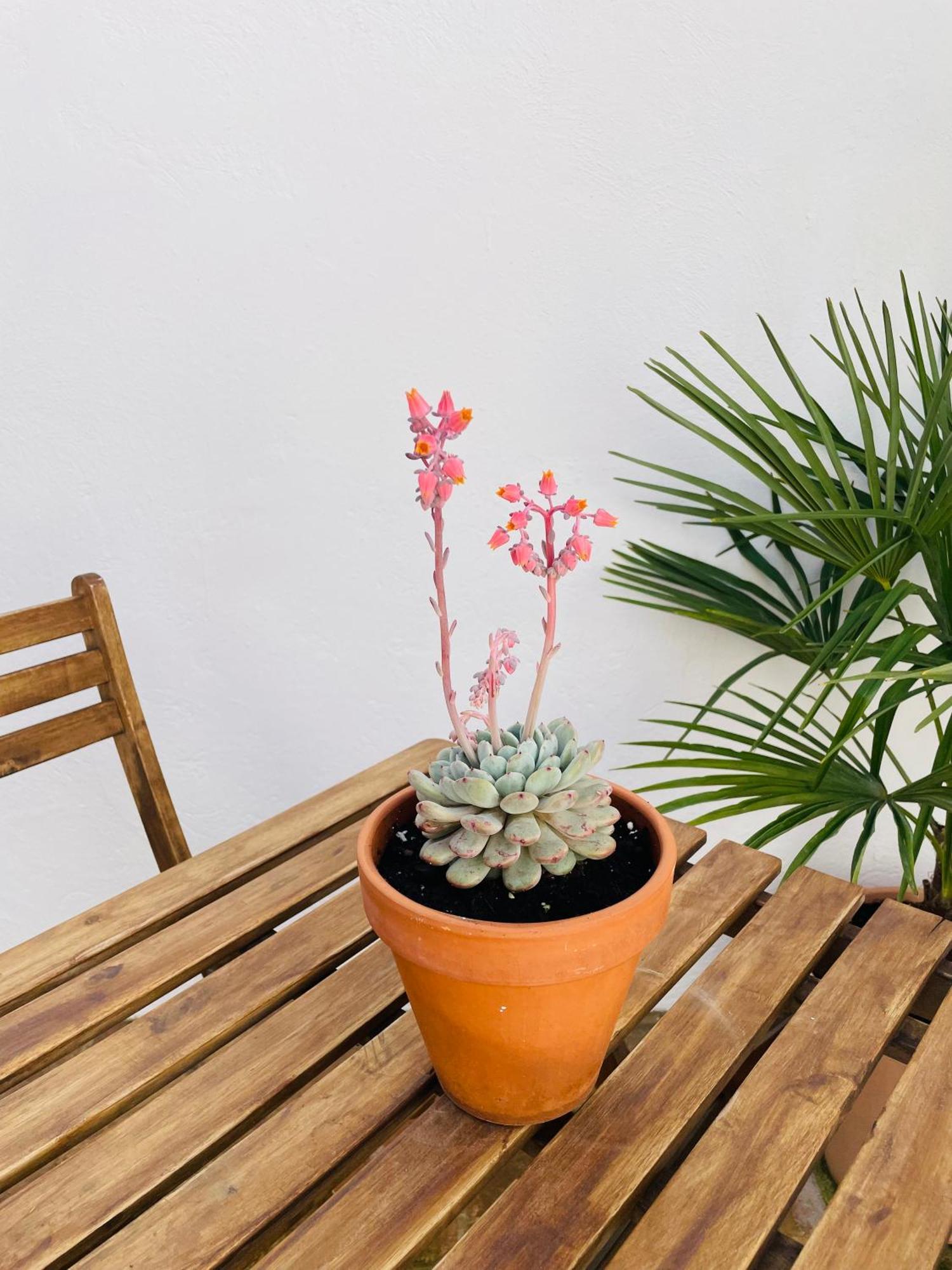 Apartamento Casa Valenciana Con Terraza Exterior foto